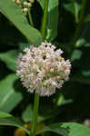 Common milkweed